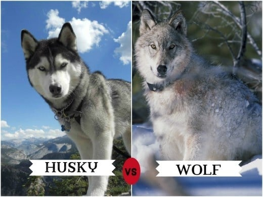 Zestawienie dwóch zdjęć: po lewej husky na tle górskiego krajobrazu, po prawej wilk w zaśnieżonym lesie, między nimi podpis „husky vs wolf”