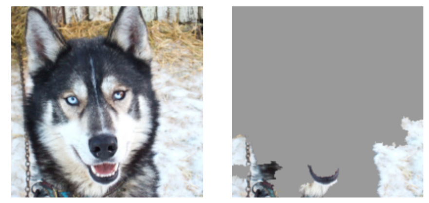 Po lewej zdjęcie husky'ego na śniegu, po prawej to samo zdjęcie z zasłoniętymi na szaro wszystkimi obszarami poza fragmentami śniegu i sierści przy krawędziach. Model patrzył na śnieg, nie na psa